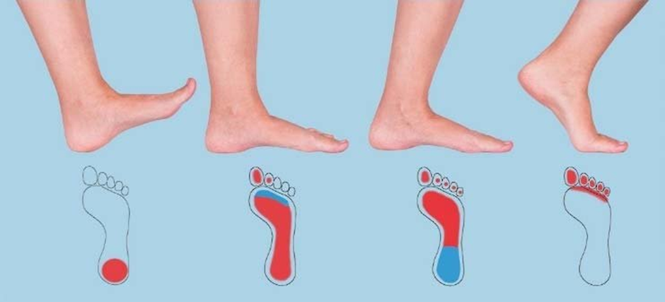 motion-and-muscle-activity-in-normal-walking