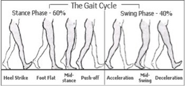 rxsurgicals-the-gaint-cycle